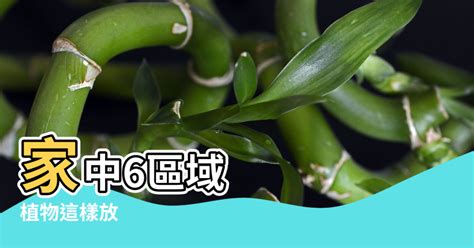 攀藤植物風水|家裡的植物別亂種！命理師湯鎮瑋曝5大植栽風水禁忌，盆栽放「。